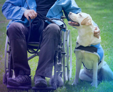Assistance, Disability, Health, Home Care, Caregivers, Assistance dogs
